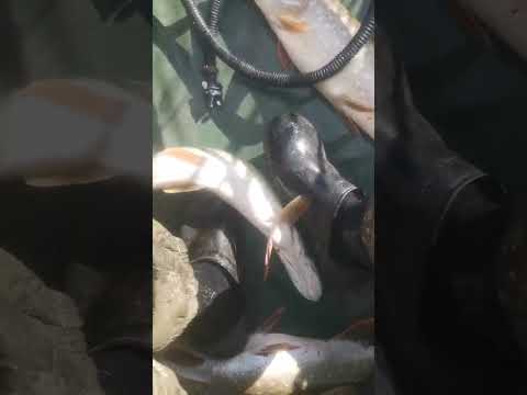 Видео: Рыбалка на щуку! 