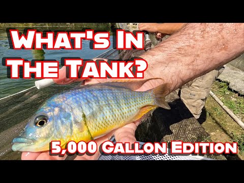 Видео: Что находится в 5000-галлонных баках?