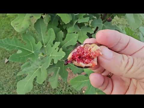 Видео: Обновление «Сад» от 19 сентября. Улучшенная Селеста — это не Селеста!!!!