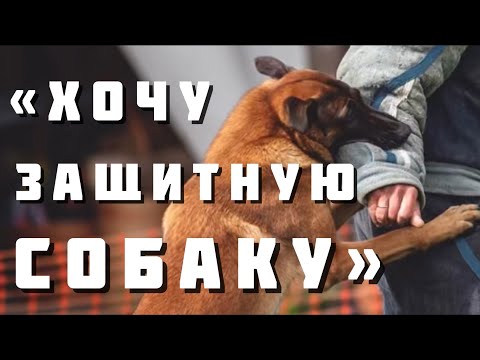 Видео: Защитная собака: кому она нужна?