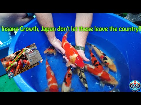 Видео: Кои растут так же быстро, как японские чемпионы? - 6 месяцев безумного роста - Обзор Nutramare To...