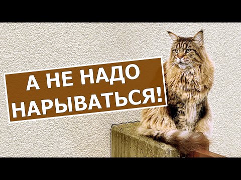 Видео: Кот Вилли и конькобежцы гоняют кота Арчи и кошку Анфису