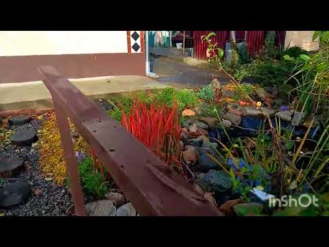 Видео: Осінь в саду 27.10.2025#декоративнийсад