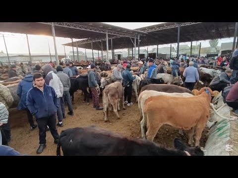 Видео:  ТОКМОК МАЛ БАЗАР 19-ОКТЯБРЬ 2025ж КУНААЖЫНДАР БУКАЛАР ТАРТЫЛГАН ТАСМА 