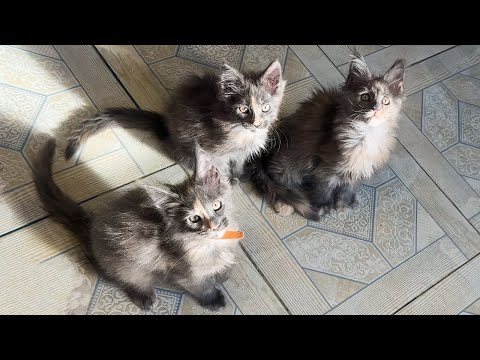 Видео: ПЕРЕИМЕНОВАЛА И ПЕРЕСЕЛИЛА ЕНОТА / Невероятные приключения свиньи / Котята на продажу