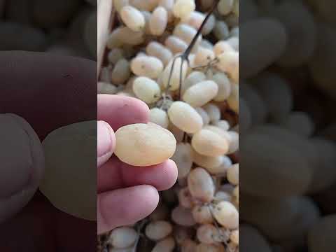 Видео: Умрни уругли узум истеьмол килиб узайтиринг