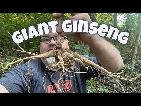 Видео: Выкапываем гигантский женьшень — как найти женьшень