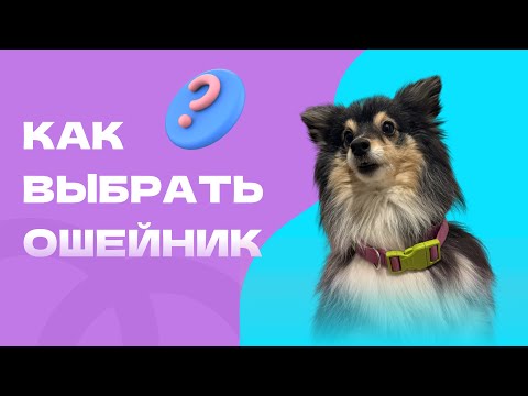 Видео: КАКОЙ ОШЕЙНИК ВЫБРАТЬ? все про ошейники от кинолога