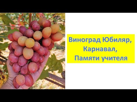 Видео: Виноград Памяти учителя, Карнавал, Юбиляр, Андрей 53