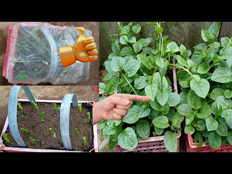 Видео: как вырастить шпинат из купленных в супермаркете стеблей