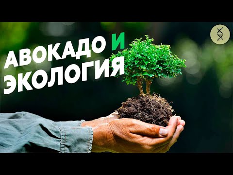 Видео: Вред экологии от добычи АВОКАДО