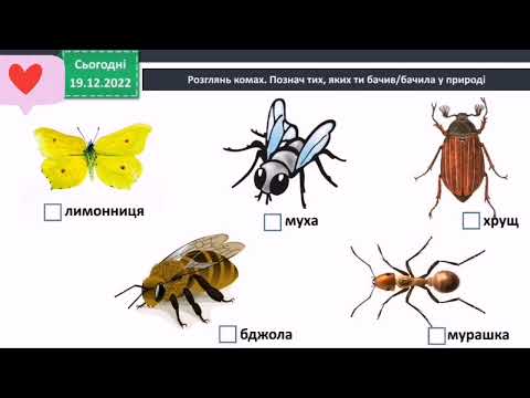 Видео: Різноманітність тварин у природі. Комахи 3 клас Бібік Я досліджую світ