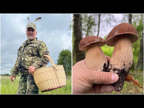 Видео: ГРИБНОЙ МАРАФОН НА 17 кило за БЕЛЫМИ ГРИБАМИ ! Грибы 2025  !