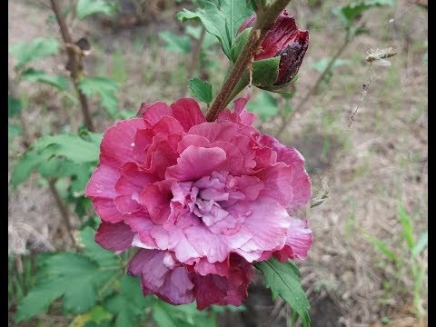 Видео: Гибискус сирийский Дюк де Брабант