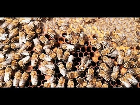 Видео: Уникально новый, давно забытый старый, способ подсадки маток!