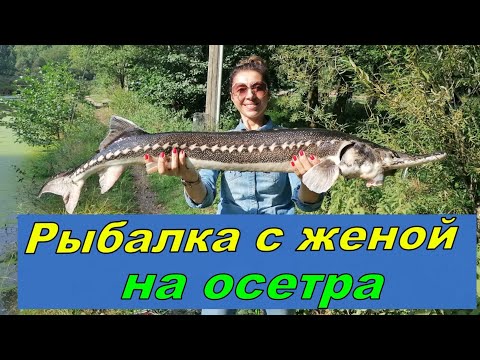 Видео: Рыбалка с женой на осетра!