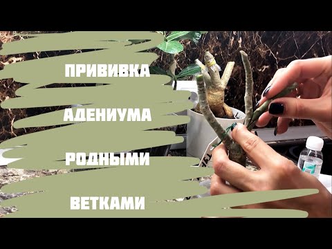 Видео: Прививка адениума сам на сам. Прививка адениума в расщеп