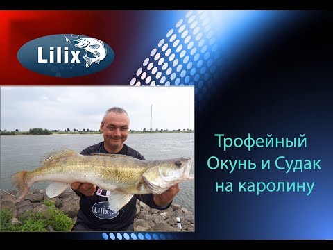 Видео: Трофейный Окунь и Судак на каролину