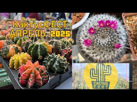 Видео: КактусФЕСТ! Апрель 2025! Обзор маркета!!!