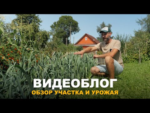 Видео: ВИДЕОБЛОГ: Я ДОВОЛЕН УРОЖАЕМ. Мой способ выращивания винограда. Обзор огорода.