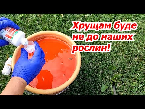 Видео: Лишаемся майских жуков, которые грызут корни на растениях!