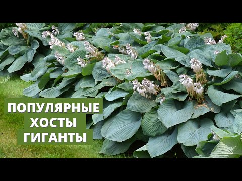 Видео: Популярные и недорогие гигантские хосты из нашего каталога