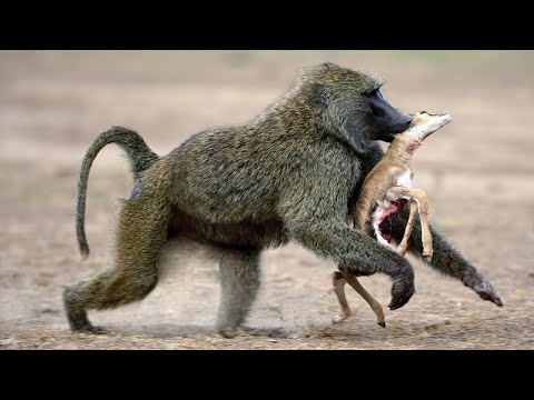 Видео: Уничтожил за Секунду, Антилопа Ничего не Успела Сделать! Самые Эпичные Битвы Диких Животных