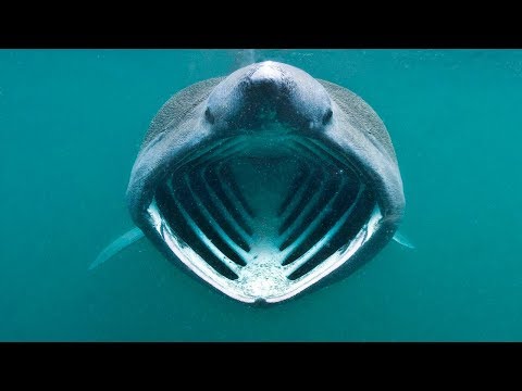 Видео: 10 самых РЕДКИХ видов АКУЛ