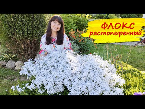 Видео: Флокс почвопокровный РАСТОПЫРЕННЫЙ. Лучше, чем флокс  ШИЛОВИДНЫЙ? Посадка, уход, размножение.