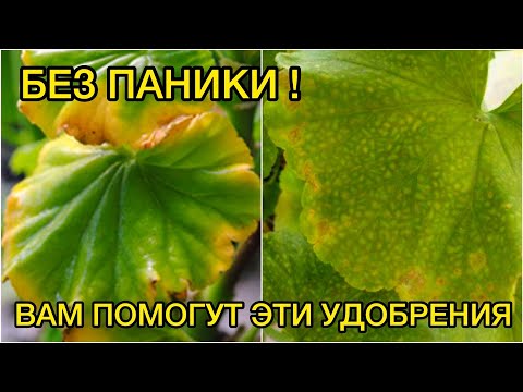 Видео: ЖЕЛТЕЮТ ЛИСТЬЯ У ГЕРАНИ / ПЕЛАРГОНИИ - 4 ПРИЧИНЫ И РЕШЕНИЕ!