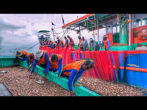 Видео: НЕВЕРОЯТНЫЙ УЛОВ 🤩 Лодка, полная тонн креветок 🦐 | Кошельковый невод