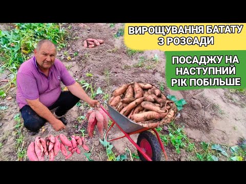 Видео: Вирощування батату! Просто і вигідно