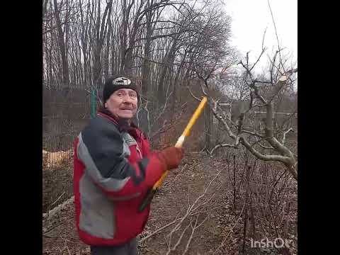 Видео: Зимняя обрезка фруктовых деревьев.Поэтапное видео.#обрезкадеревьев #tagetes