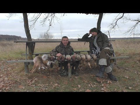 Видео: ОТЛИЧНАЯ ОХОТА НА ЗАЙЦА,УТОК И ЛИСУ!!!! УТКА В ЗАЙЦЕ -ПРОСТО КЛАСС!!!