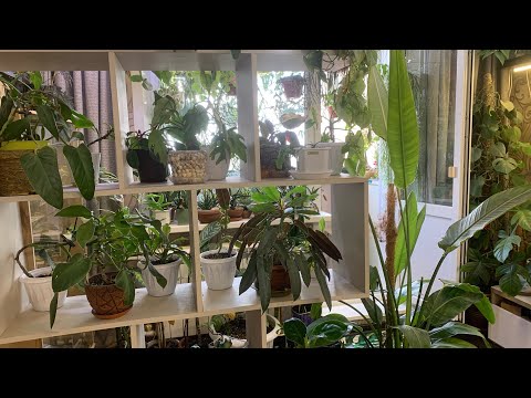 Видео: Помню и напоминаю ;) Мой зеленый уголок.