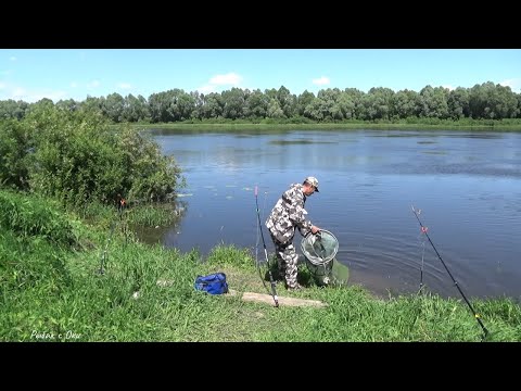 Видео: На Этой ДИСТАНЦИИ Вся Рыба Клюёт! Кормушки ОКА XL тест на ЛЕЩА! Рыбалка на Донки с Берега!