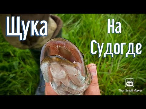 Видео: Ловля ЩУКИ на ЖИВЦА на реке СУДОГДА!!!