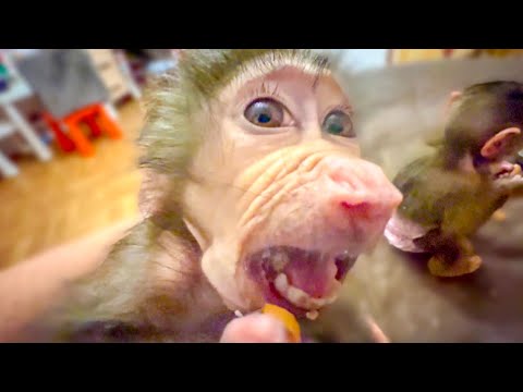 Видео: Странное поведение Степашки и Манечки-толи СКУЧАЮТ, толи ДУХОТА действует?!