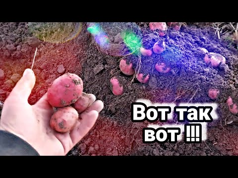 Видео: Картошка без окучивания // Покажу результат // ПОЛНАЯ ЕРУНДА или всё таки НОРМАЛЬНО?! // Мой опыт.