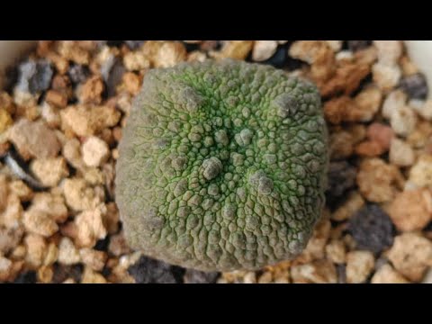 Видео: Литопсы  Муирия  Псевдолитосы
