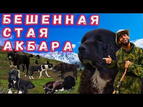 Видео: Обзор стаи Акбара Аборигенные волкодавы Таджикистана Рабочие пастушьи собаки Среднеазиатские овчарки