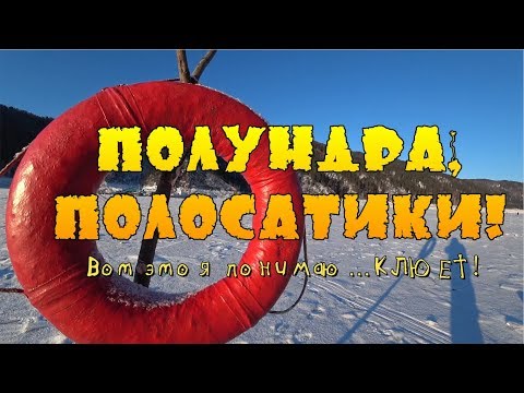 Видео: ✅ Клюет без прерыва! Ловля окуня на мормышку!