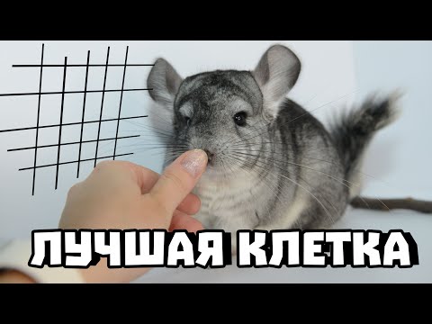 Видео: Лучшая клетка для шиншиллы | Плюсы и минусы всех клеток | Как построить правильную витрину