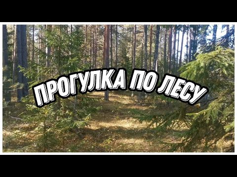 Видео: Прогулка по лесу, собираю мох