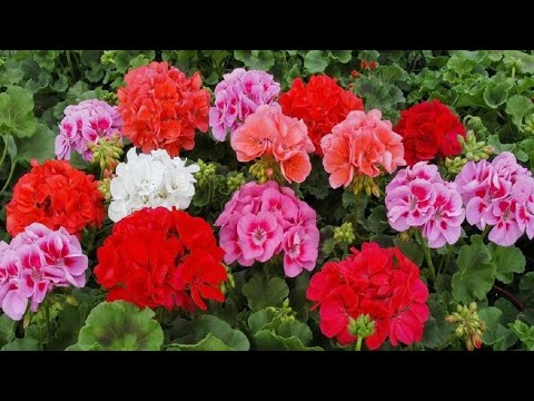 Видео: Твоя Герань будет пышно цвести круглый год - Уход за геранью в домашних условиях | Я знаю