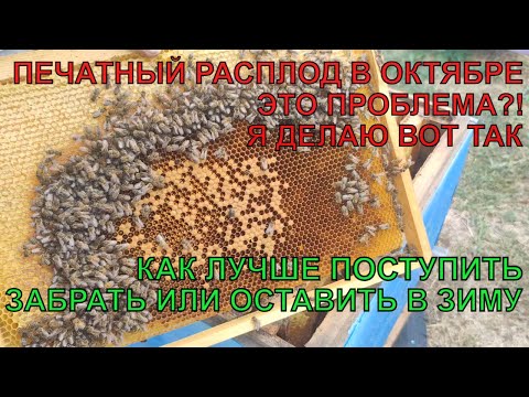 Видео: Остаток ПЕЧАТНОГО РАСПЛОДА В ОКТЯБРЕ во время подготовки семей в зиму ЧТО ДЕЛАТЬ С ЭТОЙ ПРОБЛЕМОЙ ✅🐝