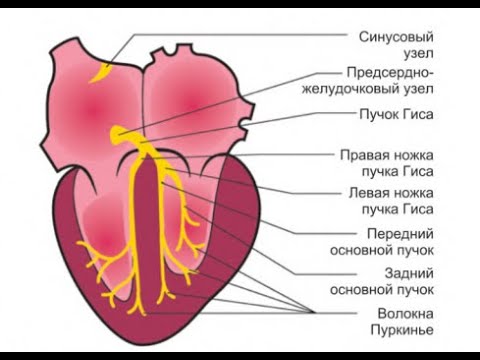 Видео: Электрофизиология сердца