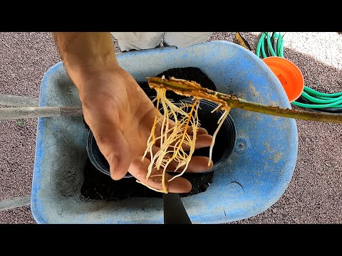 Видео: Укоренение зеленых черенков инжира летом