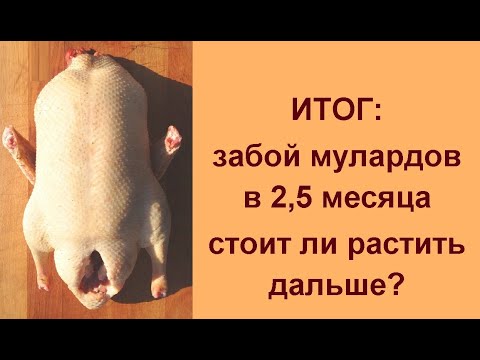 Видео: Выращивание и забой мулардов в 2,5 месяцев 💥 ИТОГИ