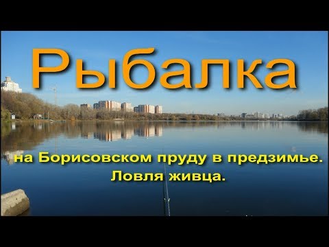 Видео: Рыбалка на Борисовском пруду в предзимье. Ловля живца.